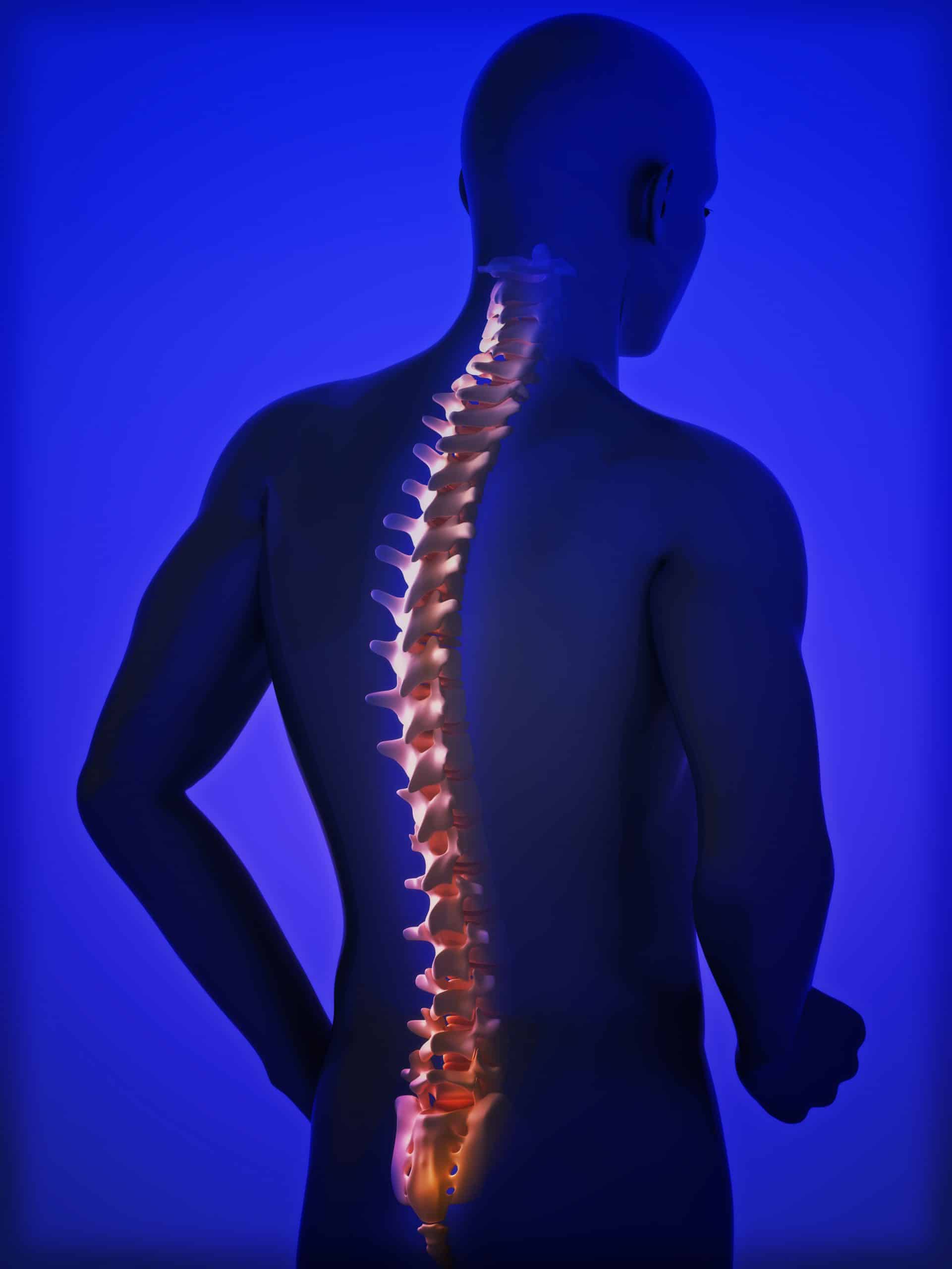 human spine graphic